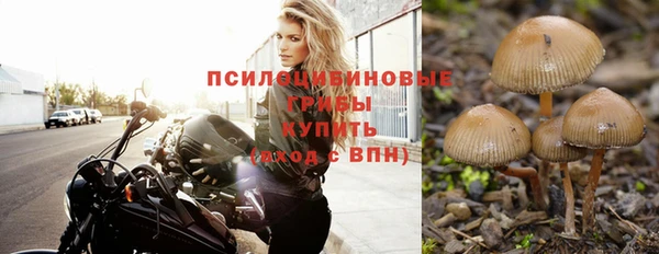 прущие грибы Абдулино